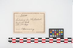 Etikett zu Bronzebuckelarmreif (NHMW-PRAE-025550)